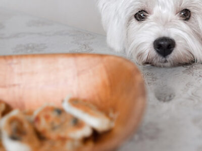 Alimenti nocivi cane | Clinica La Veterinaria