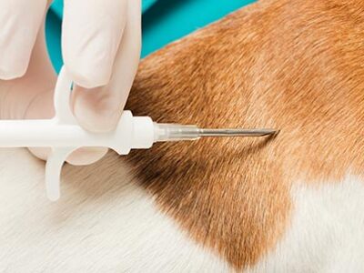 Microchip cane | Clinica La Veterinaria