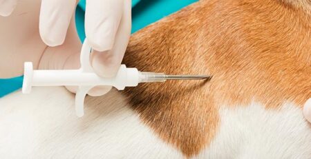 Microchip cane | Clinica La Veterinaria