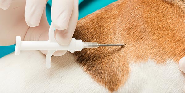 Microchip cane | Clinica La Veterinaria