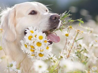 Pulci e zecche | Clinica La Veterinaria