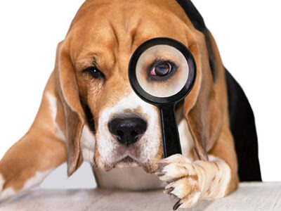Festa del cane | Clinica La Veterinaria