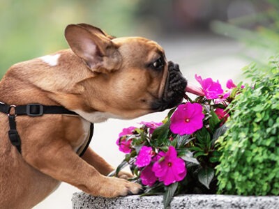 Piante velenose per cani e gatti | Clinica La Veterinaria