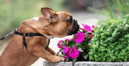 Piante velenose per cani e gatti | Clinica La Veterinaria
