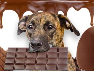 Avvelenamento da cioccolato cani e gatti | Clinica La Veterinaria