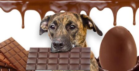 Avvelenamento da cioccolato cani e gatti | Clinica La Veterinaria