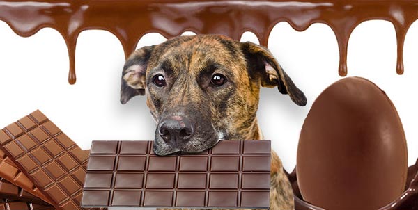 Avvelenamento da cioccolato cani e gatti | Clinica La Veterinaria