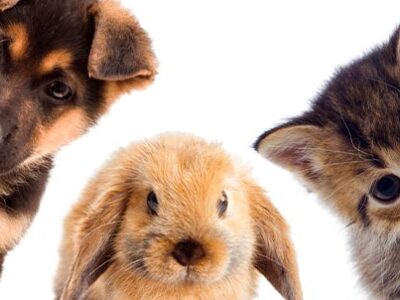 Microchip cani, gatti e conigli | Clinica La Veterinaria