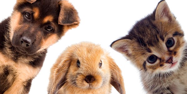 Microchip cani, gatti e conigli | Clinica La Veterinaria