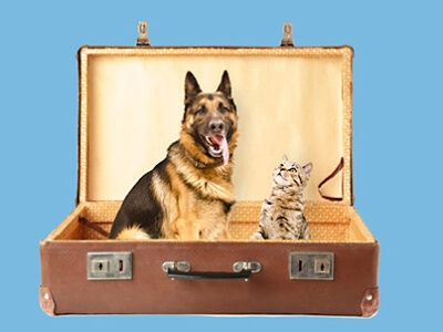 In vacanza con il cane e con il gatto | Clinica La Veterinaria