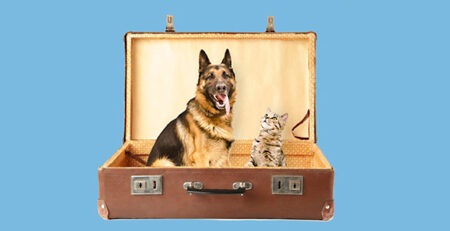 In vacanza con il cane e con il gatto | Clinica La Veterinaria