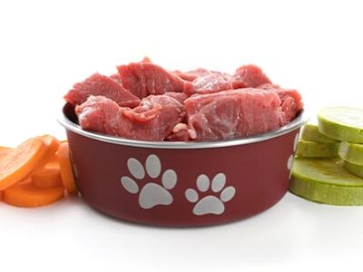 Alimentazione cane e alimentazione gatto in estate | Clinica La Veterinaria