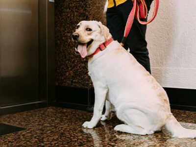 Cani in condominio | Clinica La Veterinaria
