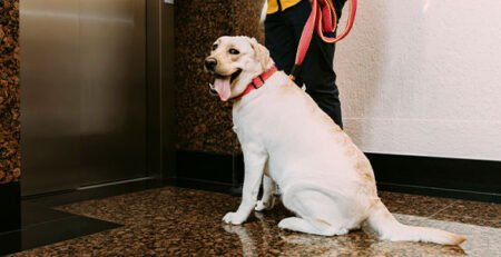 Cani in condominio | Clinica La Veterinaria