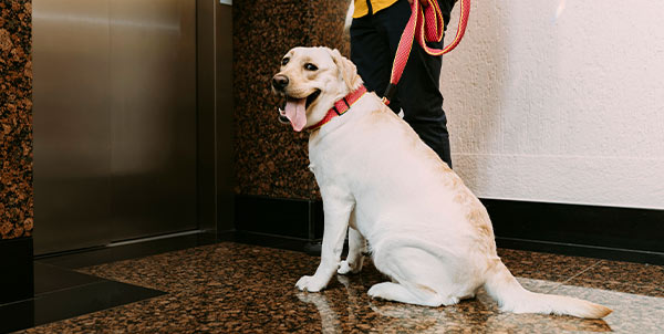 Cani in condominio | Clinica La Veterinaria