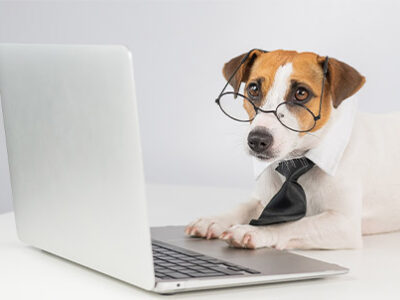 Cani in ufficio: regole di condotta | Clinica La Veterinaria