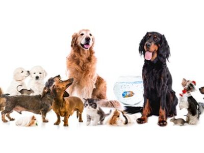 Animali non convenzionali in estate | Clinica La Veterinaria