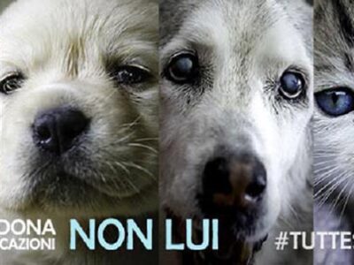 Abbandono degli animali: un crimine etico | Clinica La Veterinaria