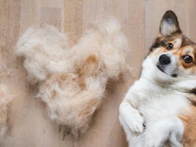 Pelo di cani e gatti: la muta autunnale | Clinica La Veterinaria