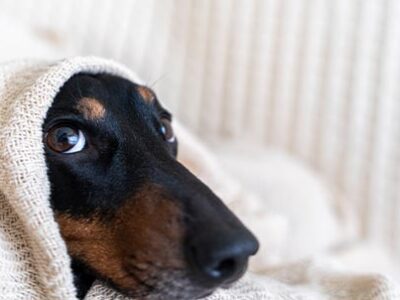 Raffreddore cane e raffreddore gatto | Clinica La Veterinaria