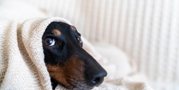 Raffreddore cane e raffreddore gatto | Clinica La Veterinaria