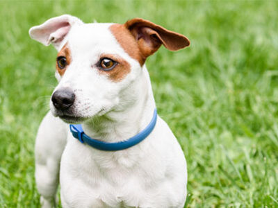 castrazione cane maschio