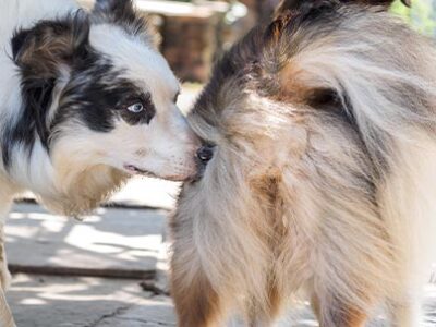 Sterilizzazione cane femmina | Clinica La Veterinaria