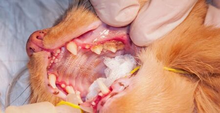 Detartrasi in cane e gatto | Clinica La Veterinaria