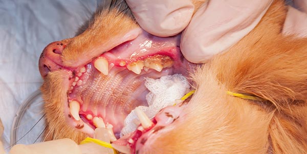Detartrasi in cane e gatto | Clinica La Veterinaria