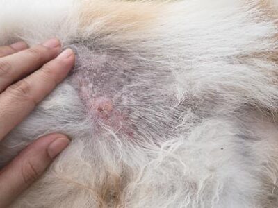 Intolleranza alimentare cane e gatto | Clinica La Veterinaria