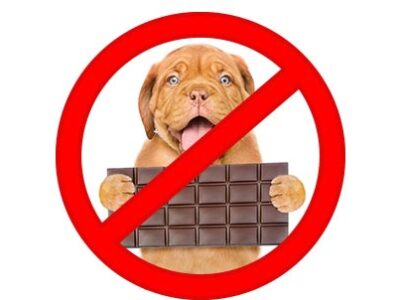 Il cioccolato tossico per cani e gatti Clinica La Veterinaria