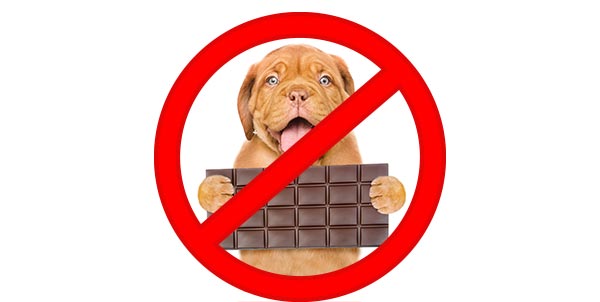 Il cioccolato tossico per cani e gatti Clinica La Veterinaria