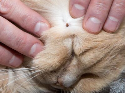 Zecca nel cane e nel gatto | Clinica La Veterinaria