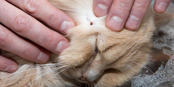 Zecca nel cane e nel gatto | Clinica La Veterinaria