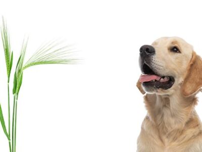 Forasacco cane: perché è così pericoloso per il tuo quattrozampe | Clinica La Veterinaria