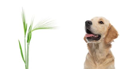 Forasacco cane: perché è così pericoloso per il tuo quattrozampe | Clinica La Veterinaria