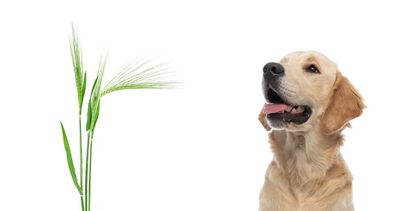 Forasacco cane: perché è così pericoloso per il tuo quattrozampe | Clinica La Veterinaria