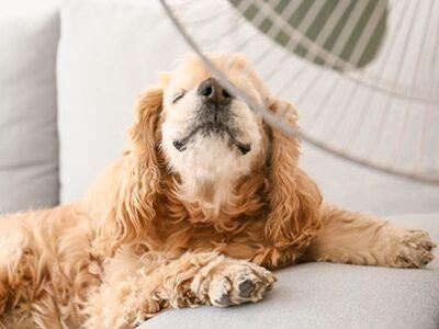 Animali domestici e colpo di calore | Clinica La Veterinaria