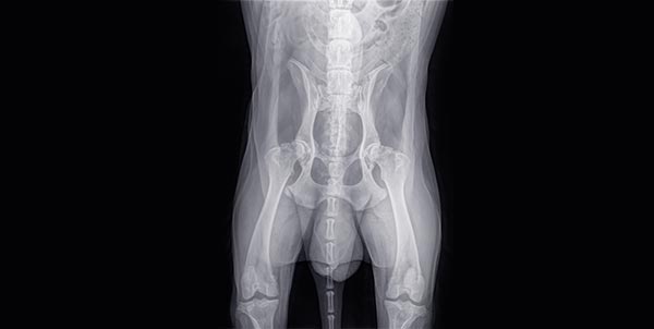 Displasia dell'anca nel cane | Clinica La Veterinaria