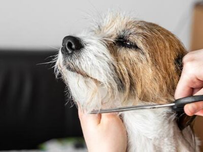 Tosatura del cane: pratica pericolosa | Clinica La Veterinaria