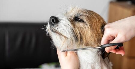 Tosatura del cane: pratica pericolosa | Clinica La Veterinaria