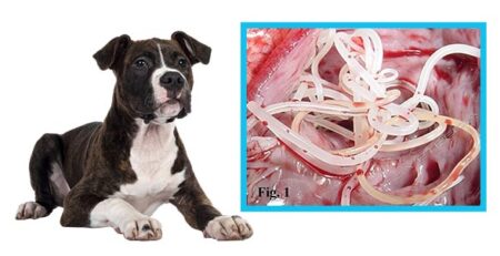 Filaria: pericolo mortale per il cane | Clinica La Veterinaria | Immagine per gentile concessione di Vetpedia