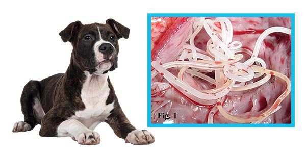 Filaria: pericolo mortale per il cane | Clinica La Veterinaria | Immagine per gentile concessione di Vetpedia