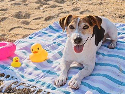 A mare con il cane: consigli pratici | Clinica La Veterinaria