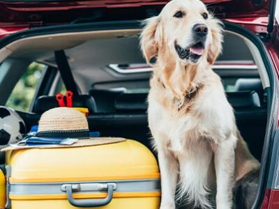 Il viaggio in auto con i quattrozampe | Clinica La Veterinaria
