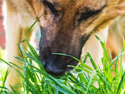 Erba: perché i cani la mangiano? | Clinica La Veterinaria