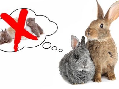 Conigli: sterilizzazione e castrazione | Clinica La Veterinaria