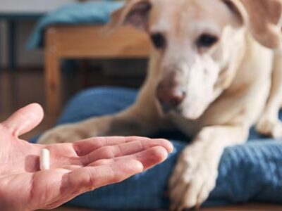 Ipotiroidismo nel cane sintomi | Clinica La Veterinaria