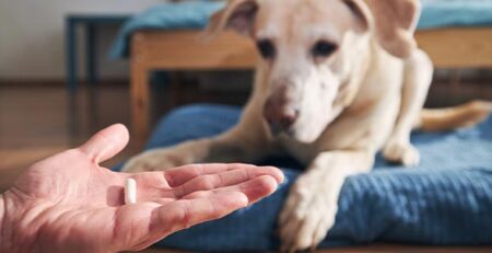 Ipotiroidismo nel cane e nel gatto | Clinica La Veterinaria