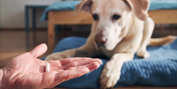 Ipotiroidismo nel cane e nel gatto | Clinica La Veterinaria